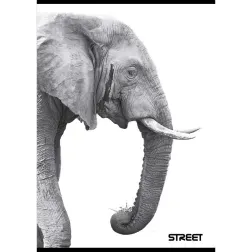 ZVEZEK STREET SAFARI A5 OC 54L 80GR