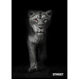 ZVEZEK STREET SAFARI A5 OC 54L 80GR