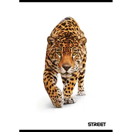 Zvezek Street Safari A5 brezčrtni