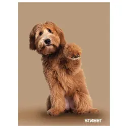 ZVEZEK STREET FRIENDS A4/OC 54L 