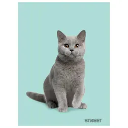 ZVEZEK STREET FRIENDS A5/OC 54L 